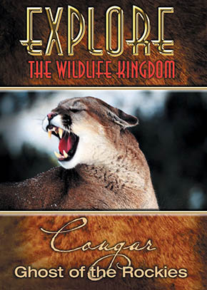 Explore the Wildlife Kingdom: Cougar, Ghost of the Rockies