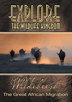 Explore the Wildlife Kingdom: Wildebeest - The Great African Migration